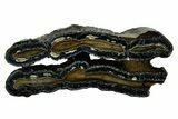 Mammoth Molar Slices With Case - South Carolina #377856-1